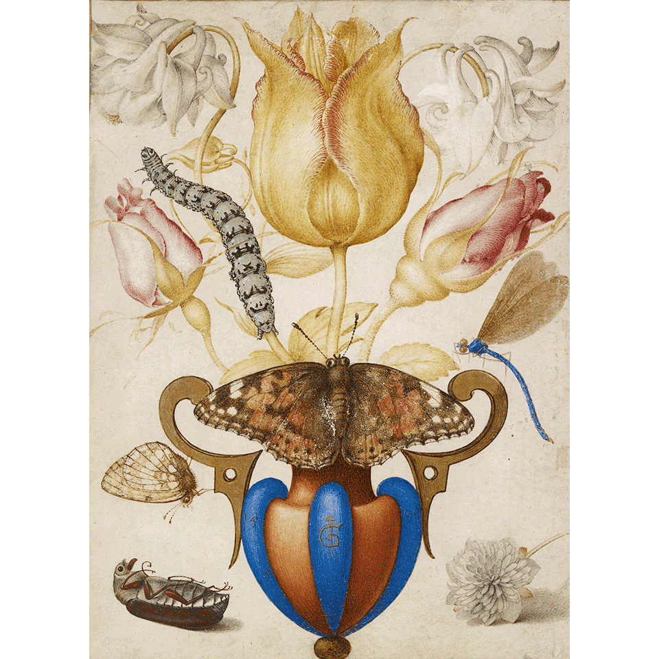 Йорис Хофнагель. «Композиция из цветов в вазе с насекомыми». 1594. Фото: Ashmolean Museum, University of Oxford