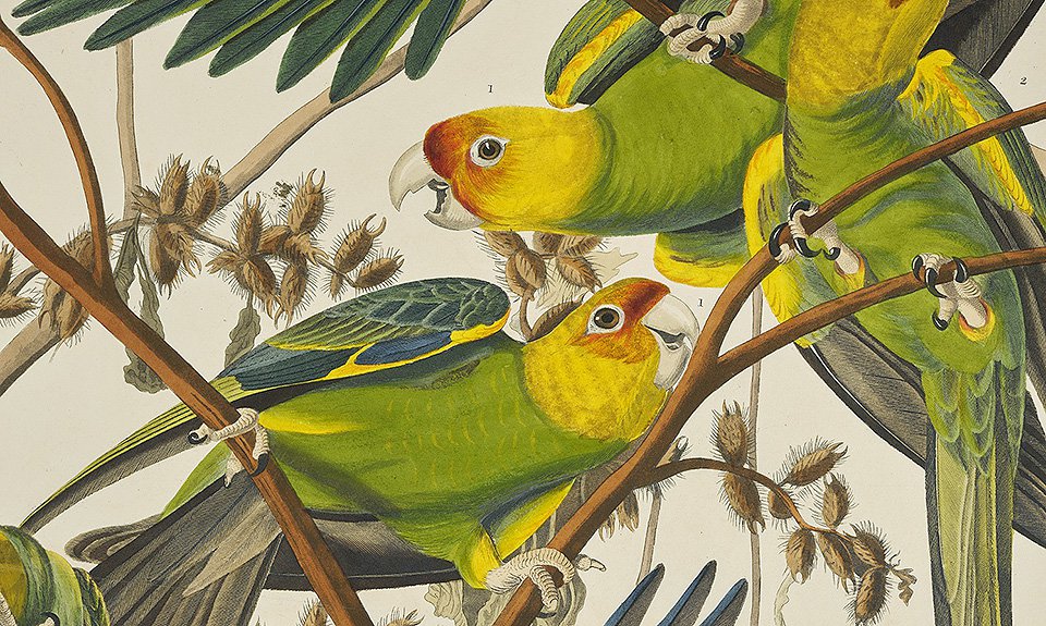 Джон Джеймс Одюбон. «Каролинские попугаи». 1827–1838. Фрагмент. Фото: National Museums Scotland