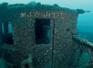 Дрейссена бугская, тихий ужас подводного мира