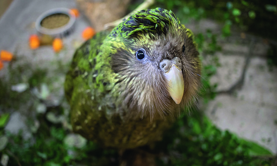 Какапо — самый крупный в мире вид попугаев. Фото: Kimberley Collins Kākāpō at Dunedin Wildlife Hospital